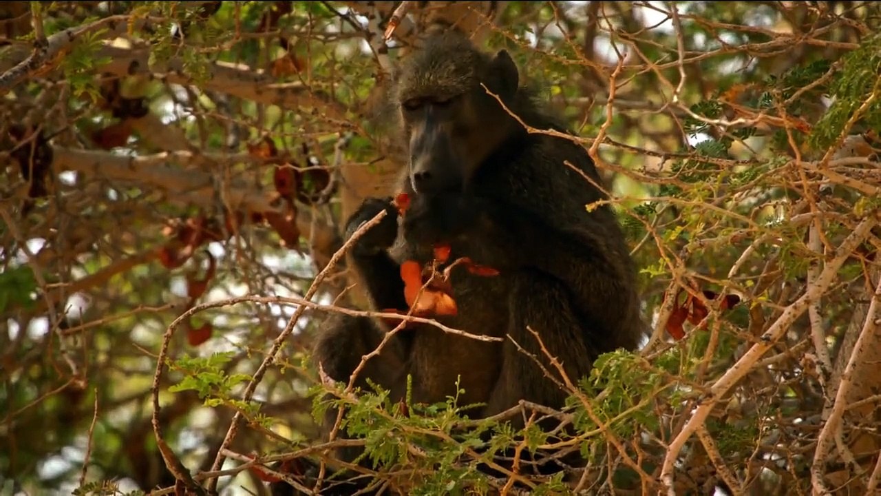 Kalahari Land der geheimen Allianzen Staffel 1 Folge 1 HD Deutsch