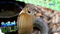 A coconut farm infested with king cobras | Born to be Wild