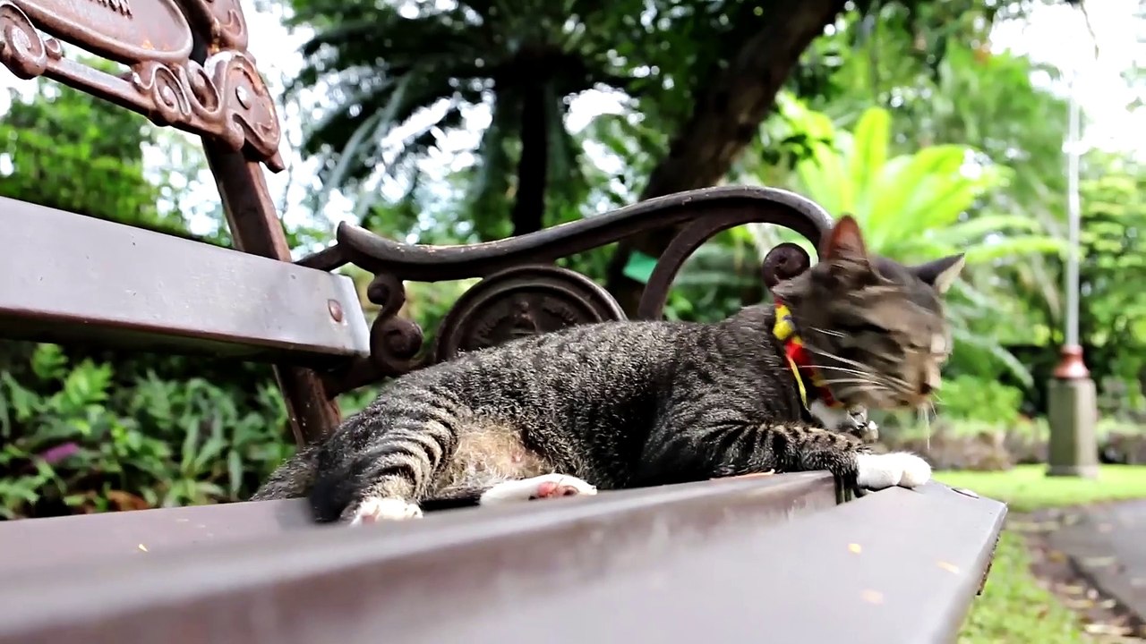 The Funny Cat - Part 1