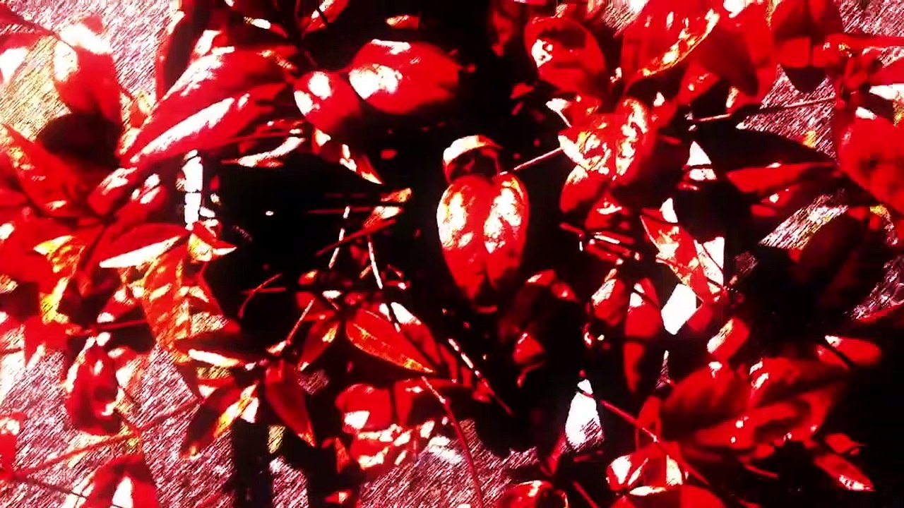 Dance in the Vampire Bund Staffel 1 Folge 9 HD Deutsch