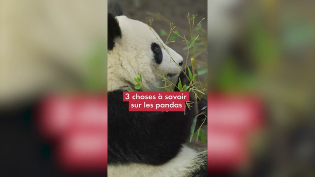 3 choses à savoir sur les pandas