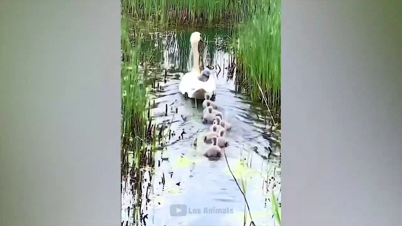 Tingkah lucu hewan peliharaan #005, kucing, anjing, dll.