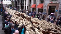 Shepherds drive their flock through the centre of Madrid