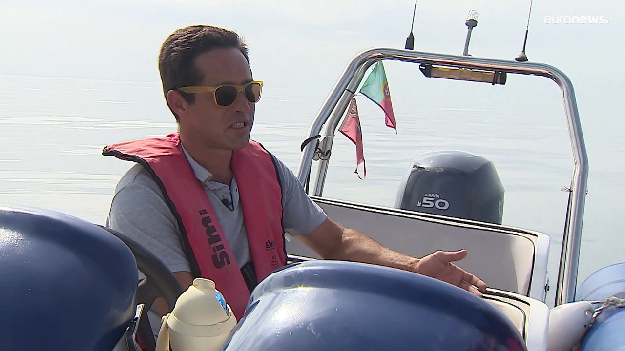 Gefährliches Spiel: Killerwale greifen in Portugal Segelboote an