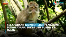 Kelaparan? Monyet Liar Penghuni Sukawayana Sukabumi Turun ke Jalan