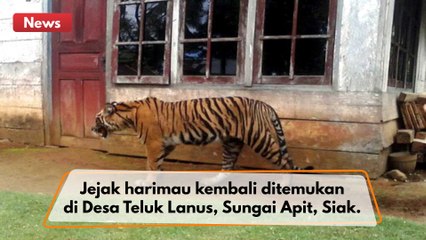 Jejak harimau kembali ditemukan di Desa Teluk Lanus, Kecamatan Sungai Apit, Siak. !!