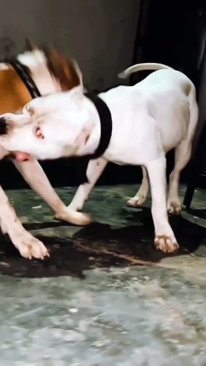 Respect for dog 