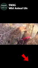 hyena climb trees 2