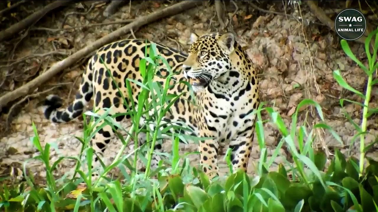 Jaguar defeats Anaconda - Amazon river giant Python - Wild Animal Life