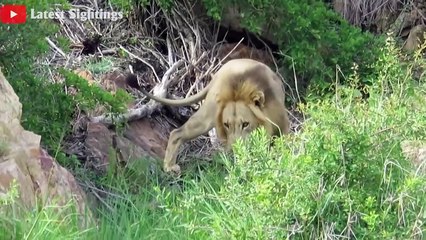 7 Brutal Moments Male Lions Attacked Their Prey - Wild Animal Life