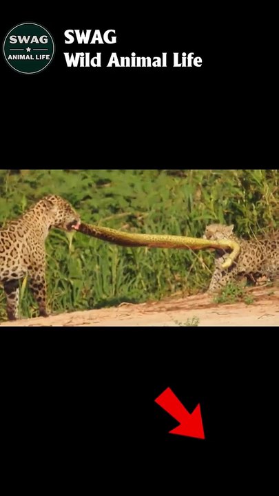 Jaguar vs Anaconda 2