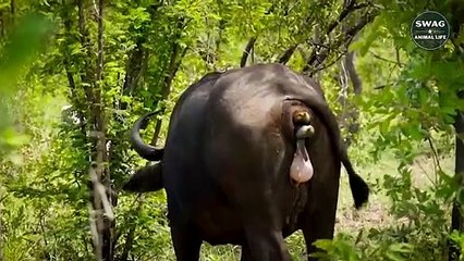 The Leopard Was Avenged By The Mother Buffalo For Assaulting The Calf - Wild Animal Life