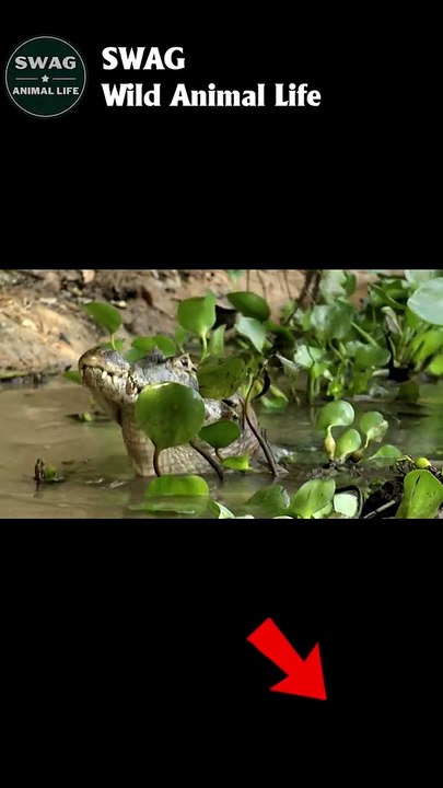 jaguar attack crocodile