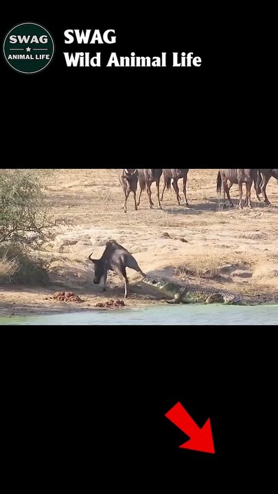 Crocodiles vs wildebeest