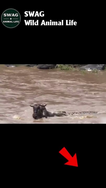 Crocodiles vs wildebeest 2