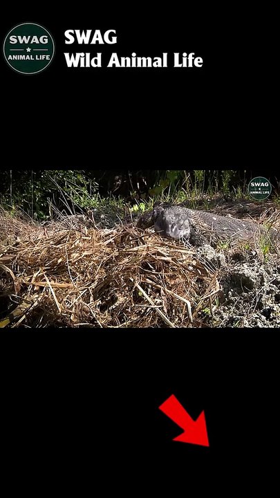 Lizard Steals Crocodile Eggs