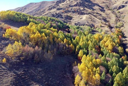 Ağrı gündem haberleri... Ağrı dağlarındaki ağaçlar sonbahar renklerine büründü