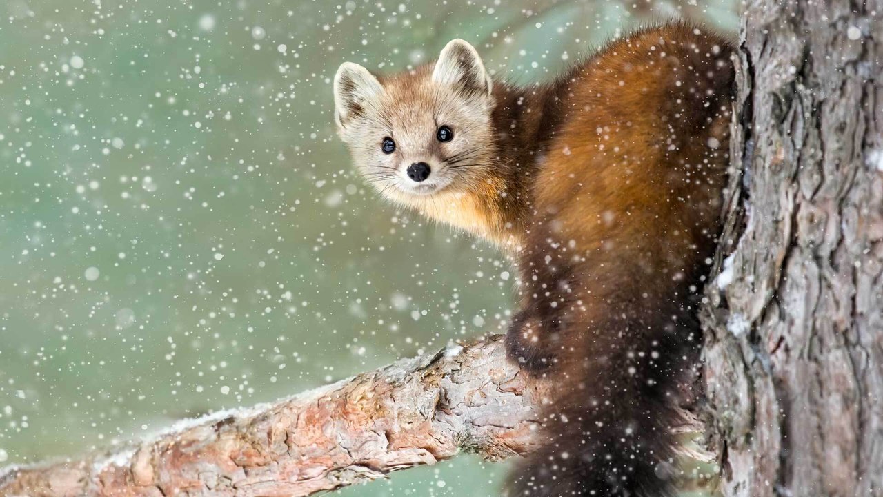 Marder vertreiben: So werdet ihr die Raubtiere los
