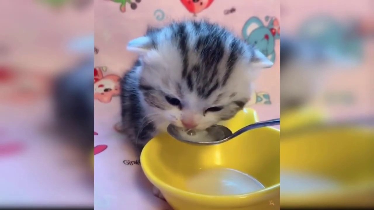 Baby Cats - cute kitten