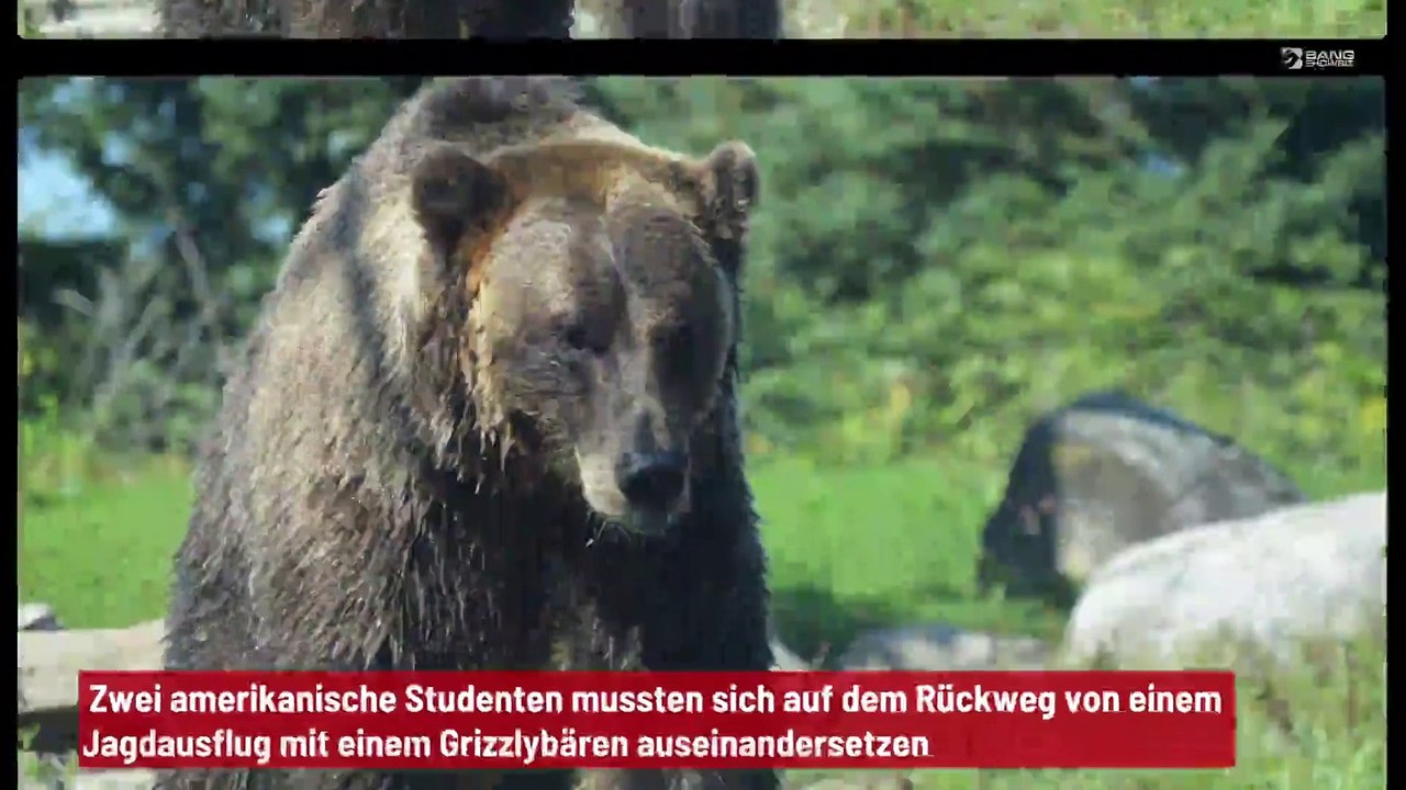 Zwei Studenten kämpfen gegen einen Grizzlybären