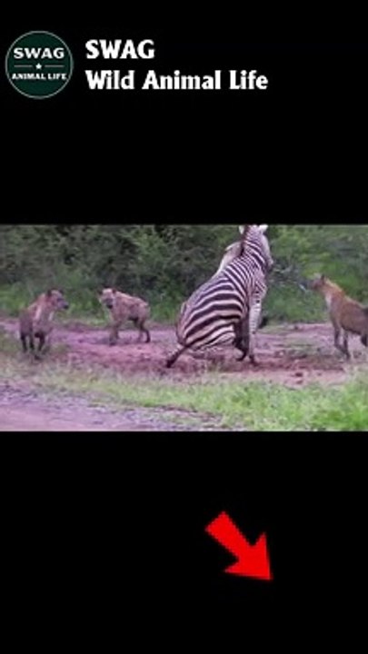 hyena fight zebra