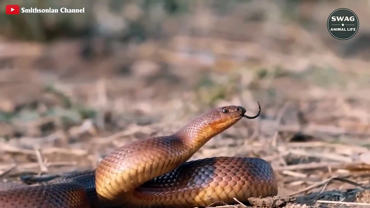 7 Moments Honey Badgers Combat Other Predators...