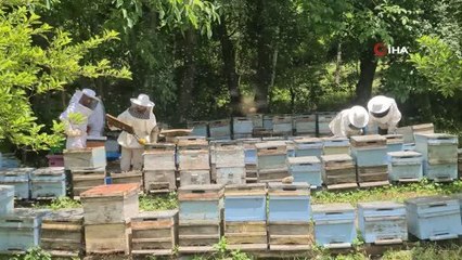 Bingöl haberi... 'Altın madalyalı' Bingöl balı coğrafi işaret aldı