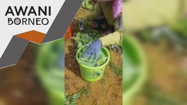 PRU15 | Atasi segera masalah kemudahan asas di ladang sayur