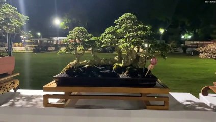 bonsai serut