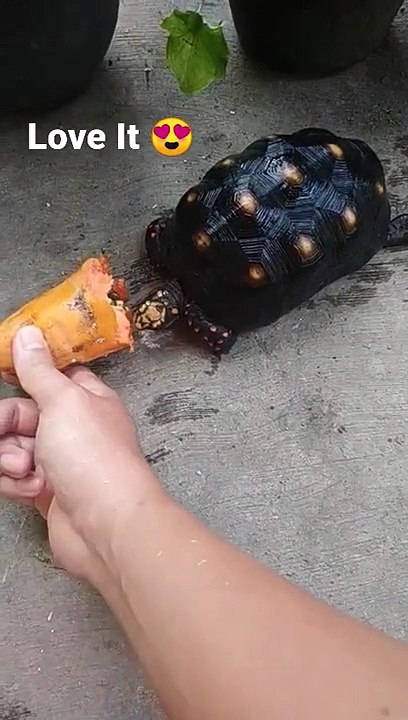 RedFoot. Kura Kura kaki merah makan pepaya ( Redfoot tortoise eats papaya)