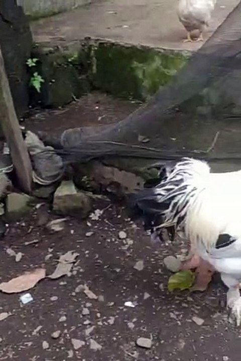 Ayam Brahma Columbian Light (Columbian Light Brahma Chicken )