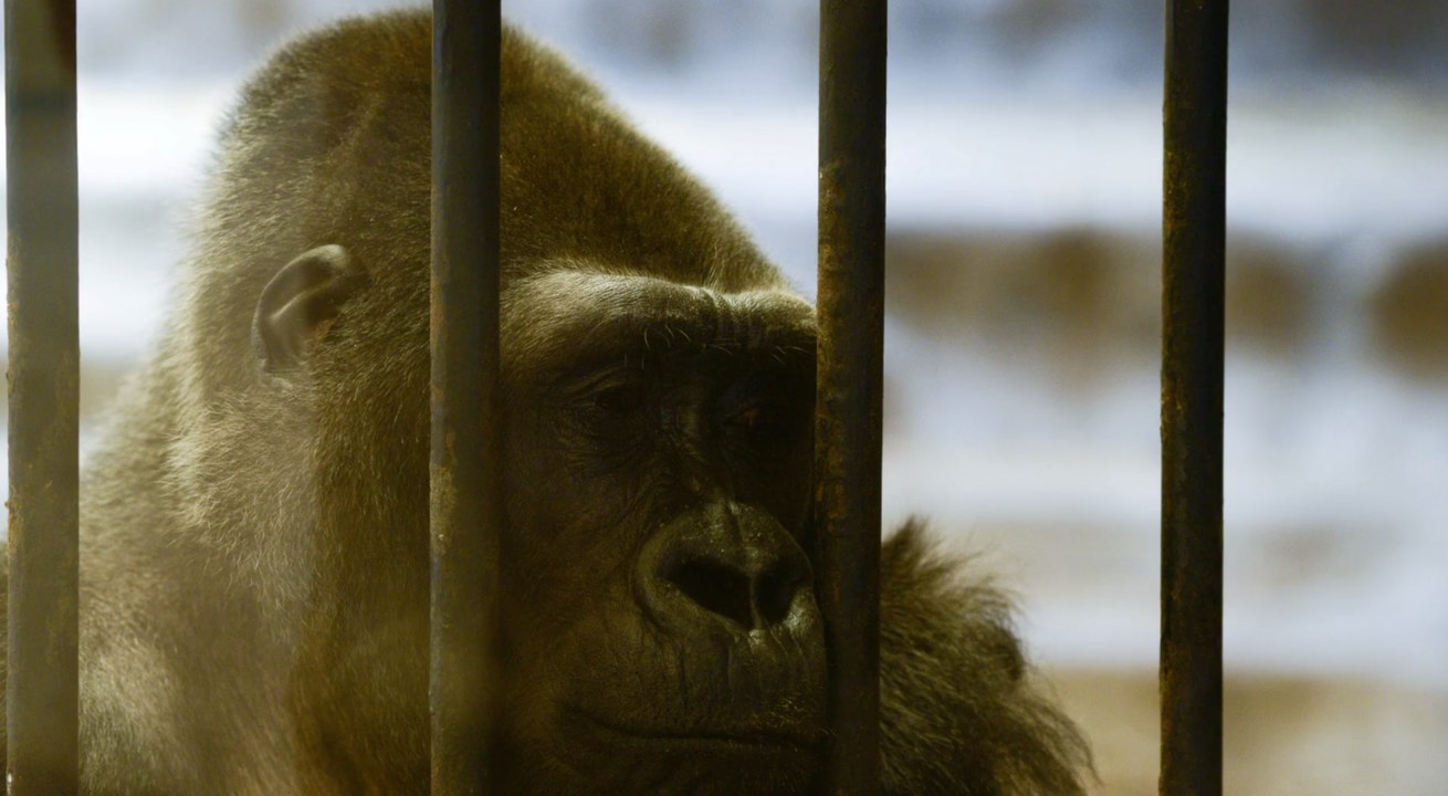 Kommt dieser Gorilla nach 30 Jahren Horror Haltung frei