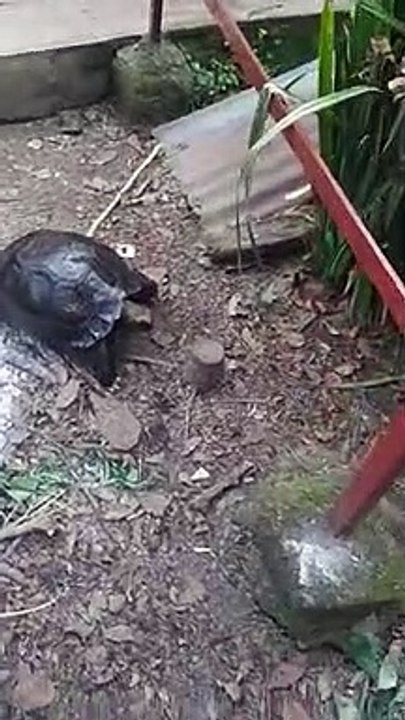 Emys Tortoise. Kura darat terbesar ke 4 di dunia ( One of The biggest tortoises in the world from Indonesia)