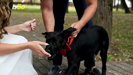 Your Dog’s Wedding Invite Just Got Easier