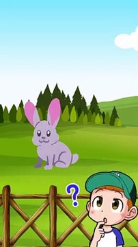 Mengenal hewan kelinci beserta suaranya