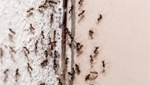 Fotograf macht Nahaufnahme von Ameisenkopf: Das Foto könnte aus einem Horrorfilm stammen