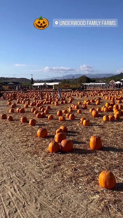 Laeticia Hallyday et Jalil Lespert avec leurs filles : à la recherche de la citrouille idéale pour Halloween