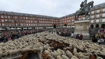 Shepherds drive thousands of sheep through Madrid streets as part of ancient tradition