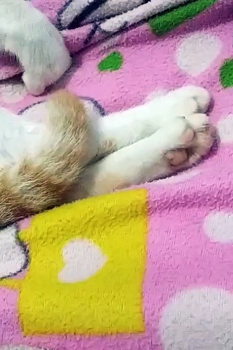 Kucing tidur (sleepy cat)