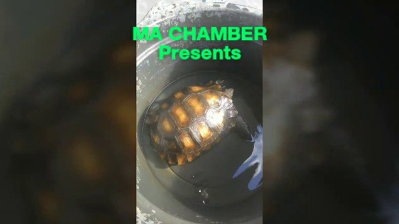 Manouria Emys Care (perawatan kura kura kaki gajah baning coklat)