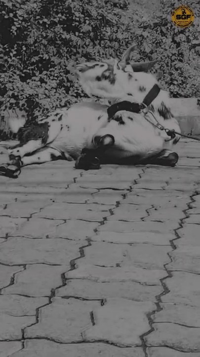 Goat video | Barbari male| goats | attitude goats video | big horn goats video|