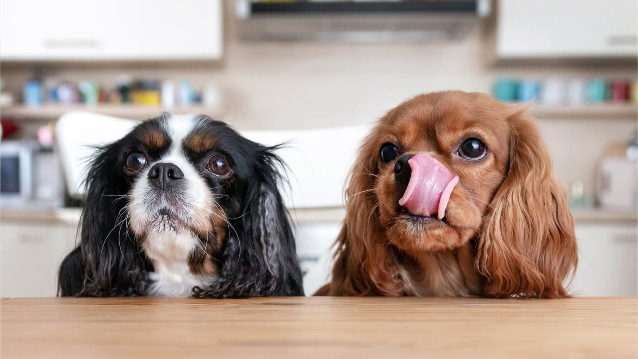 Heartbreak as these unwanted old dogs were dumped in the shelter (VIDEO)