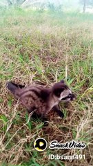 BERMAIN BERSAMA MUSANG KECIL!