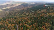 Türkiye'nin en büyük blok ormanlarında sonbahar renkleri hakim oluyor