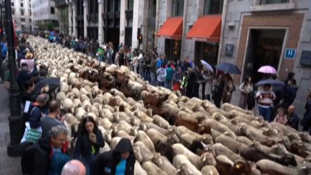Madrid invasa dalle pecore per la Festa della transumanza