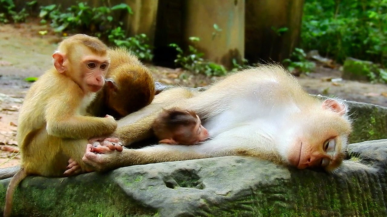 they are take a nap