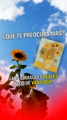 ¿Qué girasoles preocupan más, los reales o los de Van Gogh?