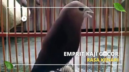 Emprit Kaji Gacor Rasa Kenari