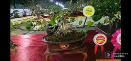 inspirasi bonsai waru terbaik