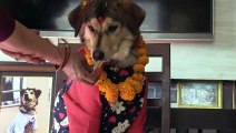Nepal celebrates 'Dogs' day' as part of Hindu festival